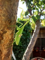 Stagmatoptera hyaloptera