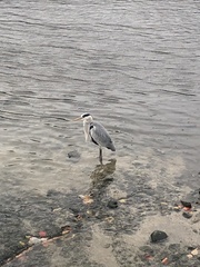 Ardea cinerea