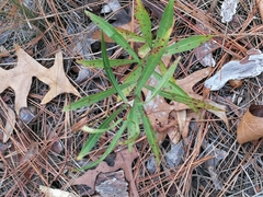 Stillingia sylvatica