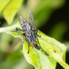Sarcophagidae