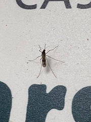 Culiseta incidens
