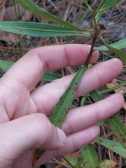 Stillingia sylvatica