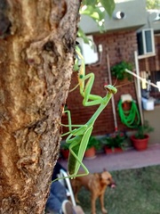 Stagmatoptera hyaloptera
