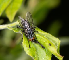 Sarcophagidae