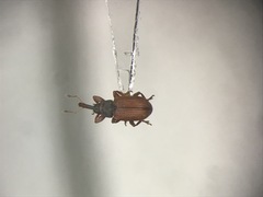 Anthonomus haematopus