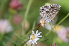 Theclinesthes serpentata