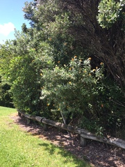 Callistachys lanceolata