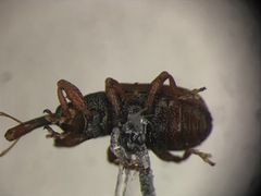 Anthonomus haematopus