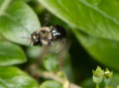 Osmia bucephala