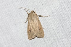 Mythimna convecta