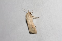 Mythimna convecta