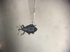 Ceutorhynchus americanus