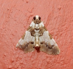 Termioptycha albifurcalis