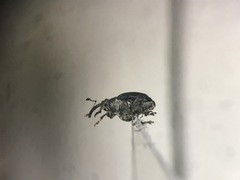 Ceutorhynchus americanus