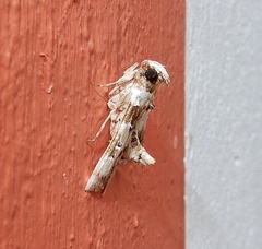Termioptycha albifurcalis