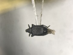Orchestes mixtus