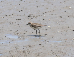 Charadrius mongolus