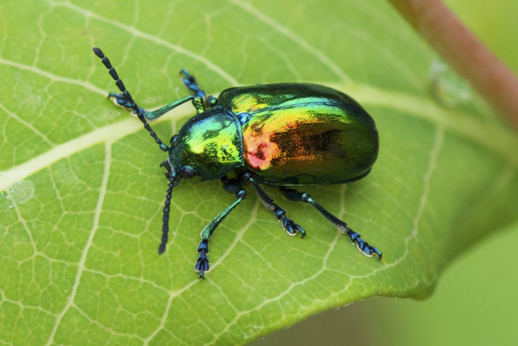 Eumolpinae