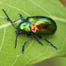 Dogbane Leaf Beetle - Photo (c) Dave Wendelken, some rights reserved (CC BY-NC), uploaded by Dave Wendelken