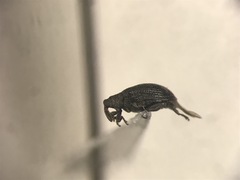 Orchestes mixtus