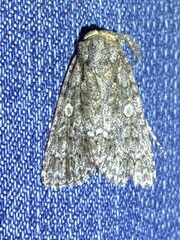 Acronicta afflicta
