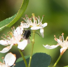 Grammoptera subargentata