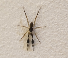 Cycloctenidae