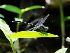 Hemigomphus theischingeri