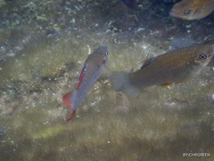 Poecilia orri