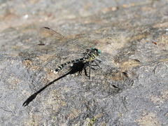 Hemigomphus theischingeri