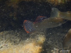 Poecilia orri