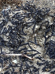 Targionia hypophylla