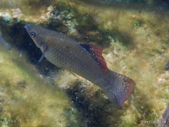 Poecilia orri