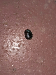Histeridae