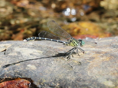 Hemigomphus theischingeri