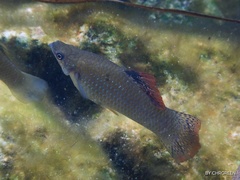 Poecilia orri