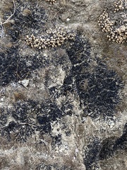 Targionia hypophylla