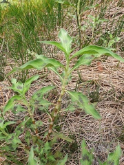 Persicaria dichotoma