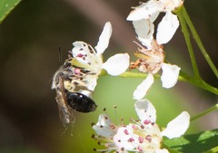 Andrena rufosignata