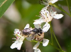 Andrena rufosignata