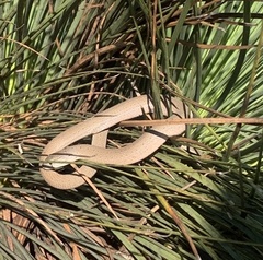 Pygopus lepidopodus