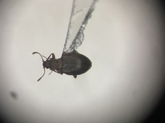 Stephostethus liratus