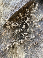 Myriopteris parryi