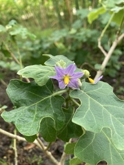 Solanum trilobatum