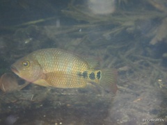 Mayaheros urophthalmus