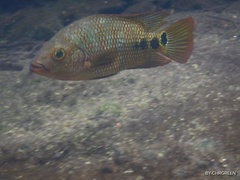 Mayaheros urophthalmus