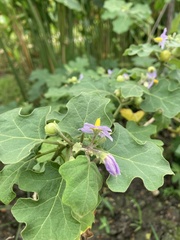 Solanum trilobatum