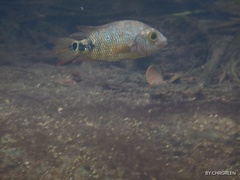 Mayaheros urophthalmus