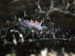 Coryphellina albomarginata