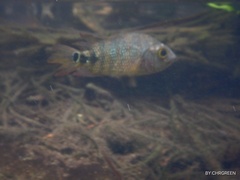 Mayaheros urophthalmus